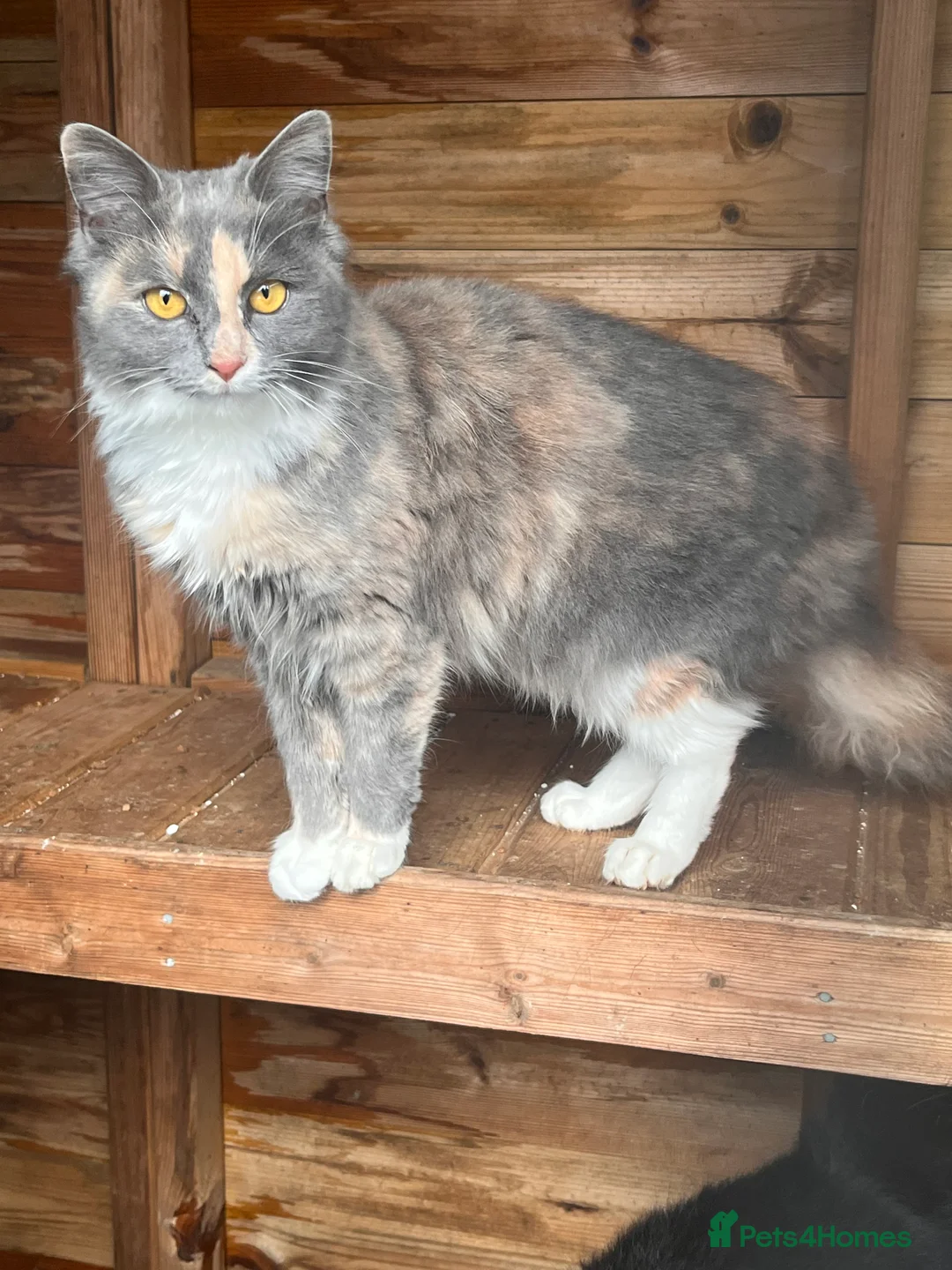 British Longhair cats for sale: Beautiful kitties - Advert 1