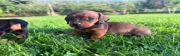 Miniature Dachshund dogs for sale: Miniature Dachshund Puppies - Advert 13