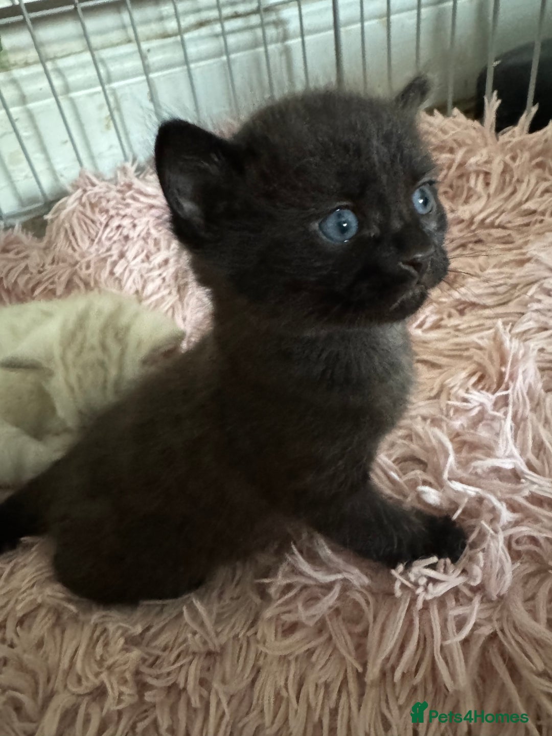 Bengal cats for sale: Beautiful Bengal Kittens - only GIRL available  - Advert 9