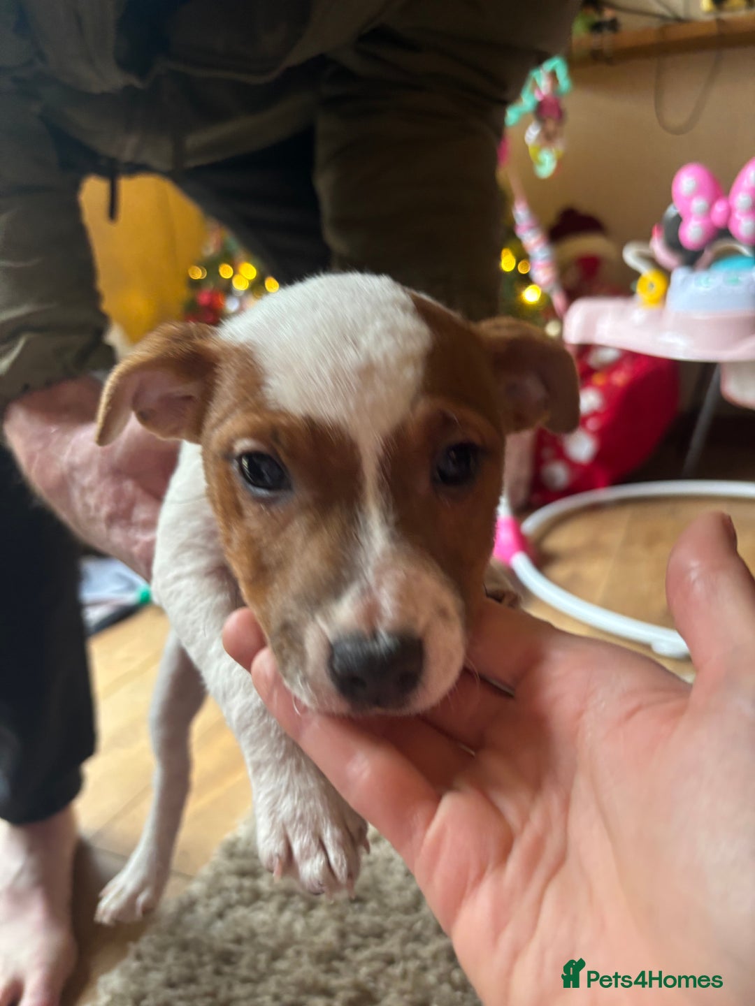 Jack Russell dogs for sale: 1 male 1 female Jack Russell pups - Advert 5