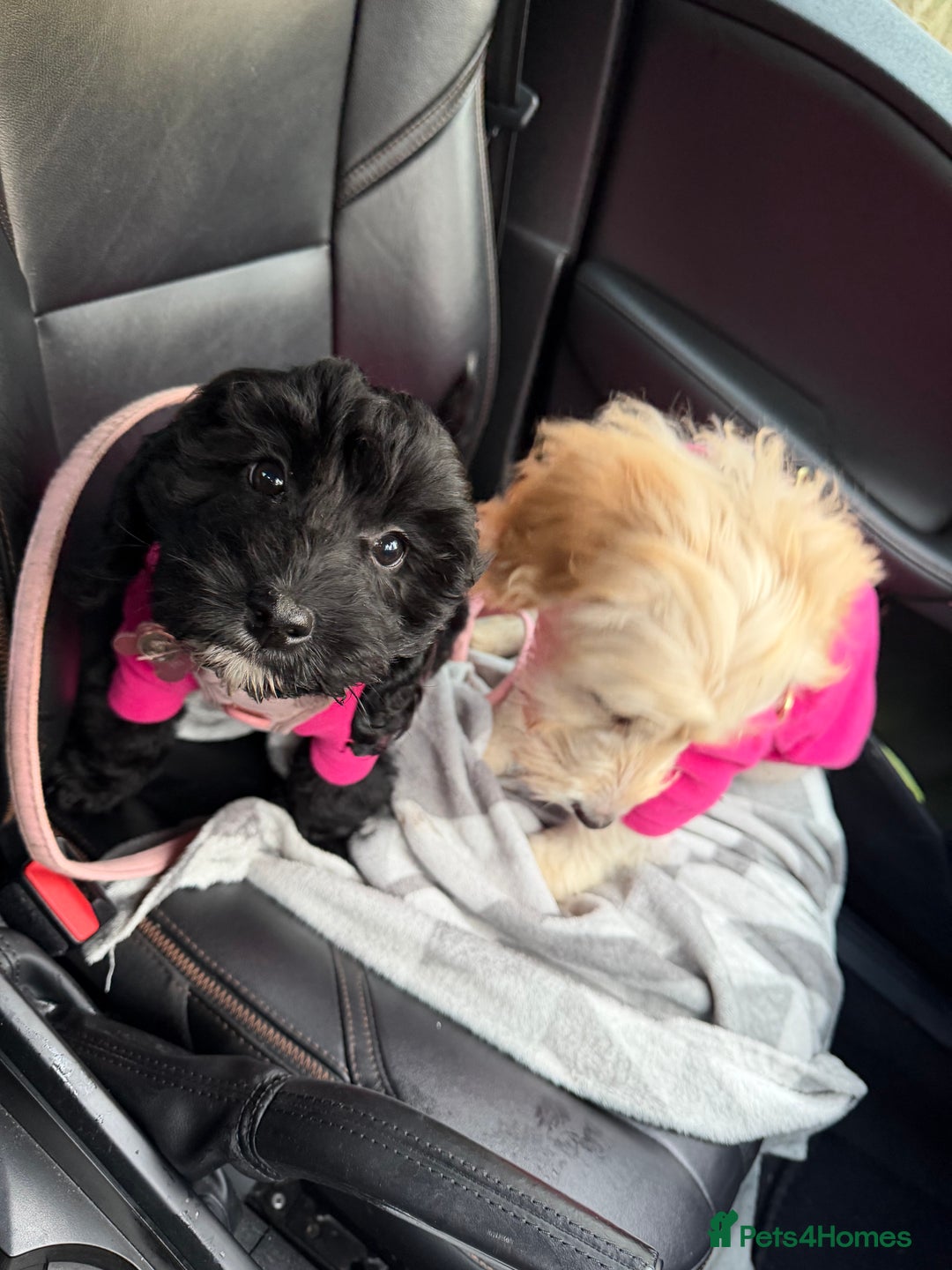 Cockapoo dogs for sale: Female cockapoo - Advert 5