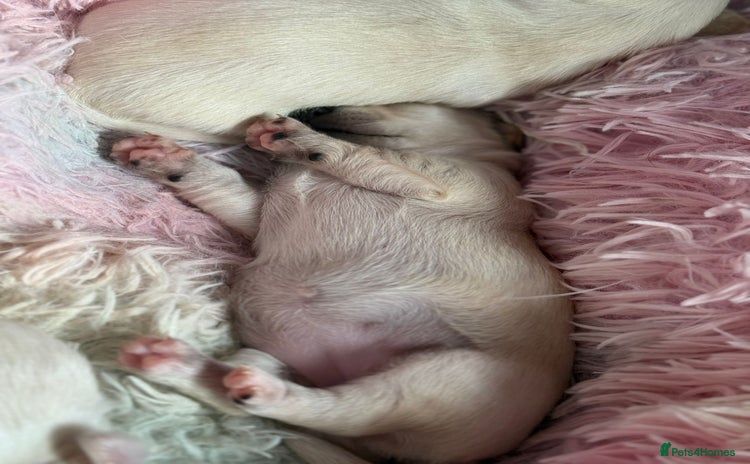 Chihuahua dogs - Advert 1