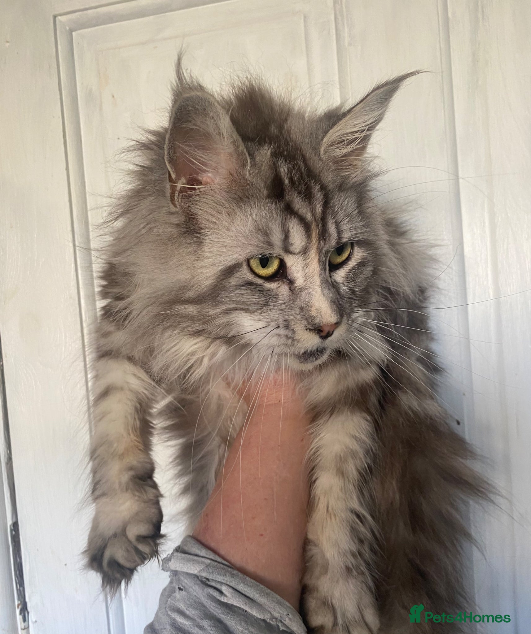 Maine Coon cats for sale: Silver tabby Full Maine Coon Kittens  - Advert 11