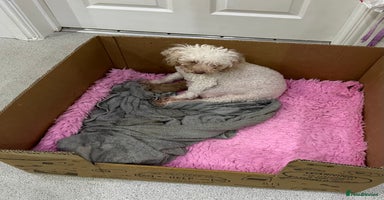 Toy Poodle dogs Tiny toy poodle boys  - Advert 6