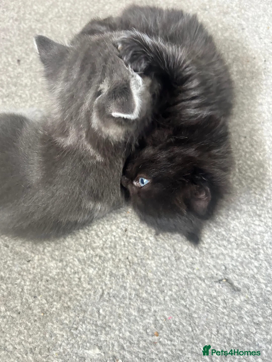 Ragdoll cats for sale: Stunning Ragdoll x in Bolton - Advert 12