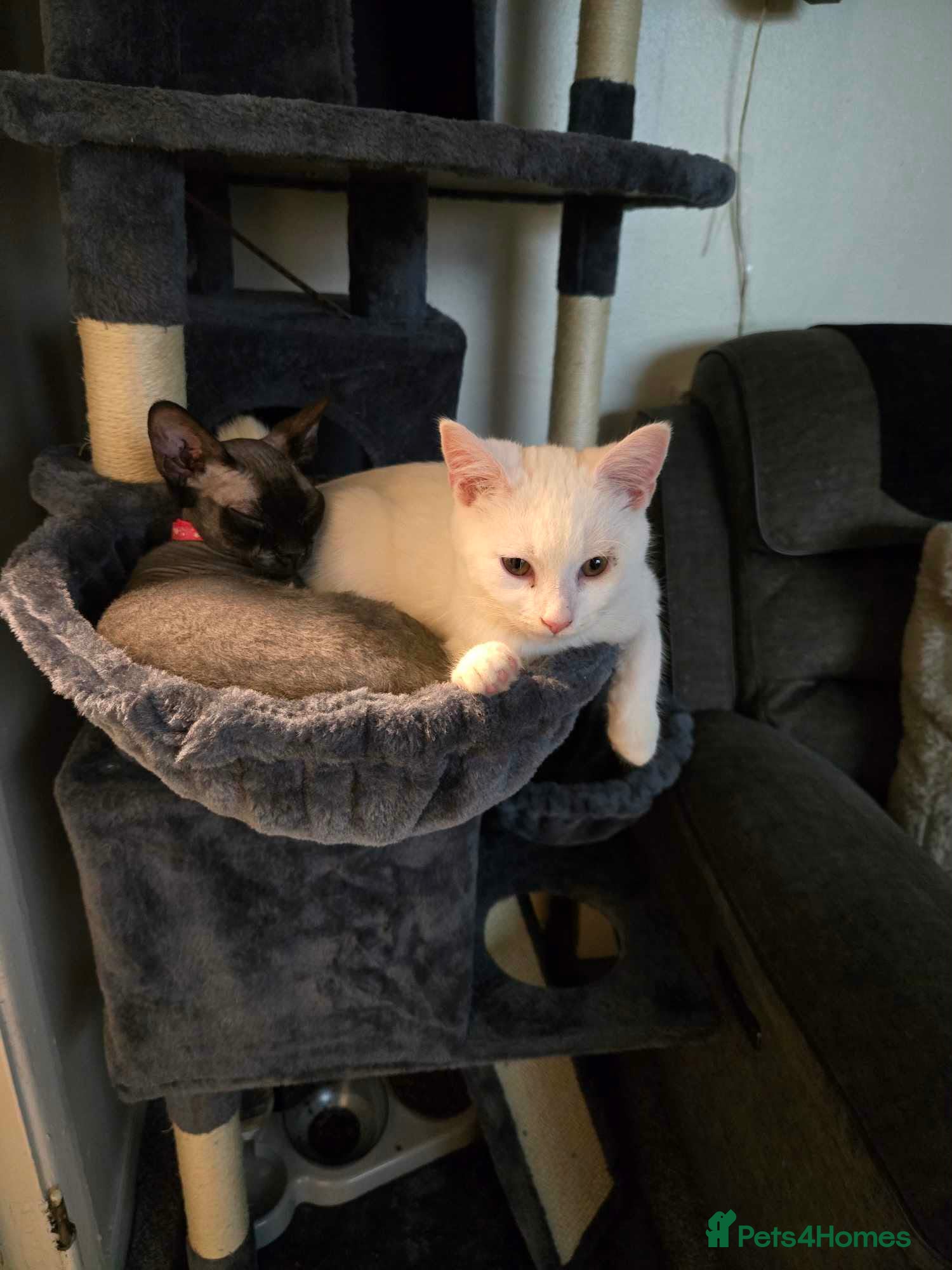 Mixed Breed cats Maine coon x sphynx  - Advert 1