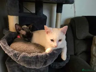 Mixed Breed cats Maine coon x sphynx - Advert 1