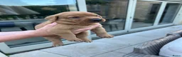 Labrador Retriever dogs for sale: KC Registered Fox Red Labrador Puppies in Cambridge - Advert 6