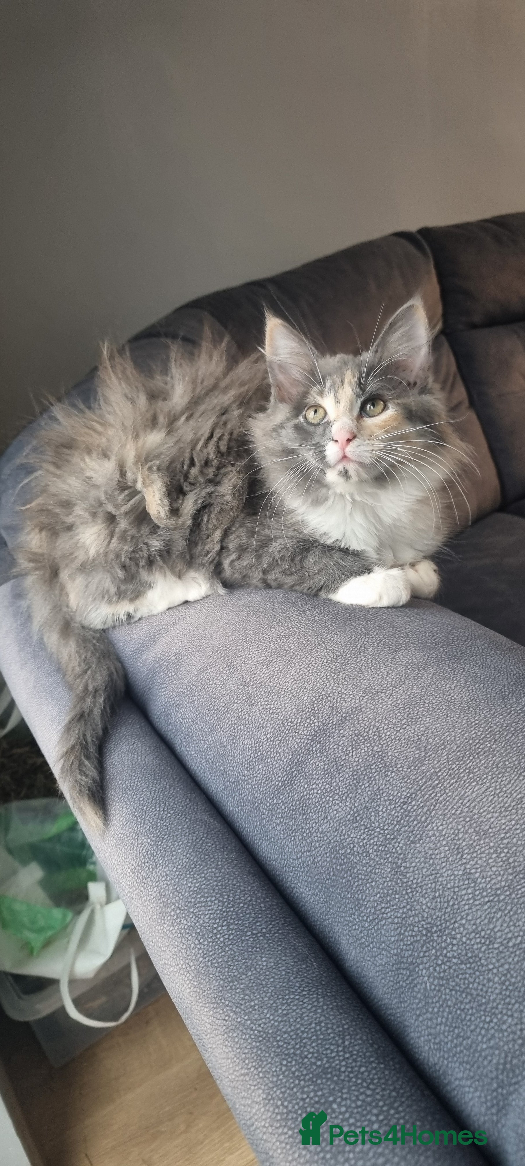 Mixed Breed cats Fluffy little girls - Advert 1