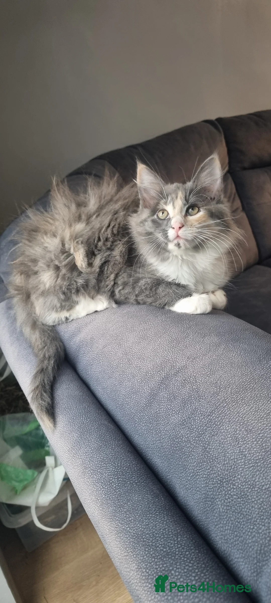 Mixed Breed cats for sale: Fluffy little girls - Advert 1