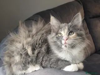 Mixed Breed cats Fluffy little girls - Advert 5