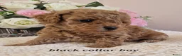Cavapoochon dogs for sale: Beautiful cavapoochon puppies  - Advert 4