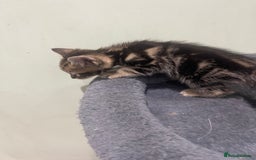 Mixed Breed cats for sale: BEAUTIFUL KITTENS  - Image 23