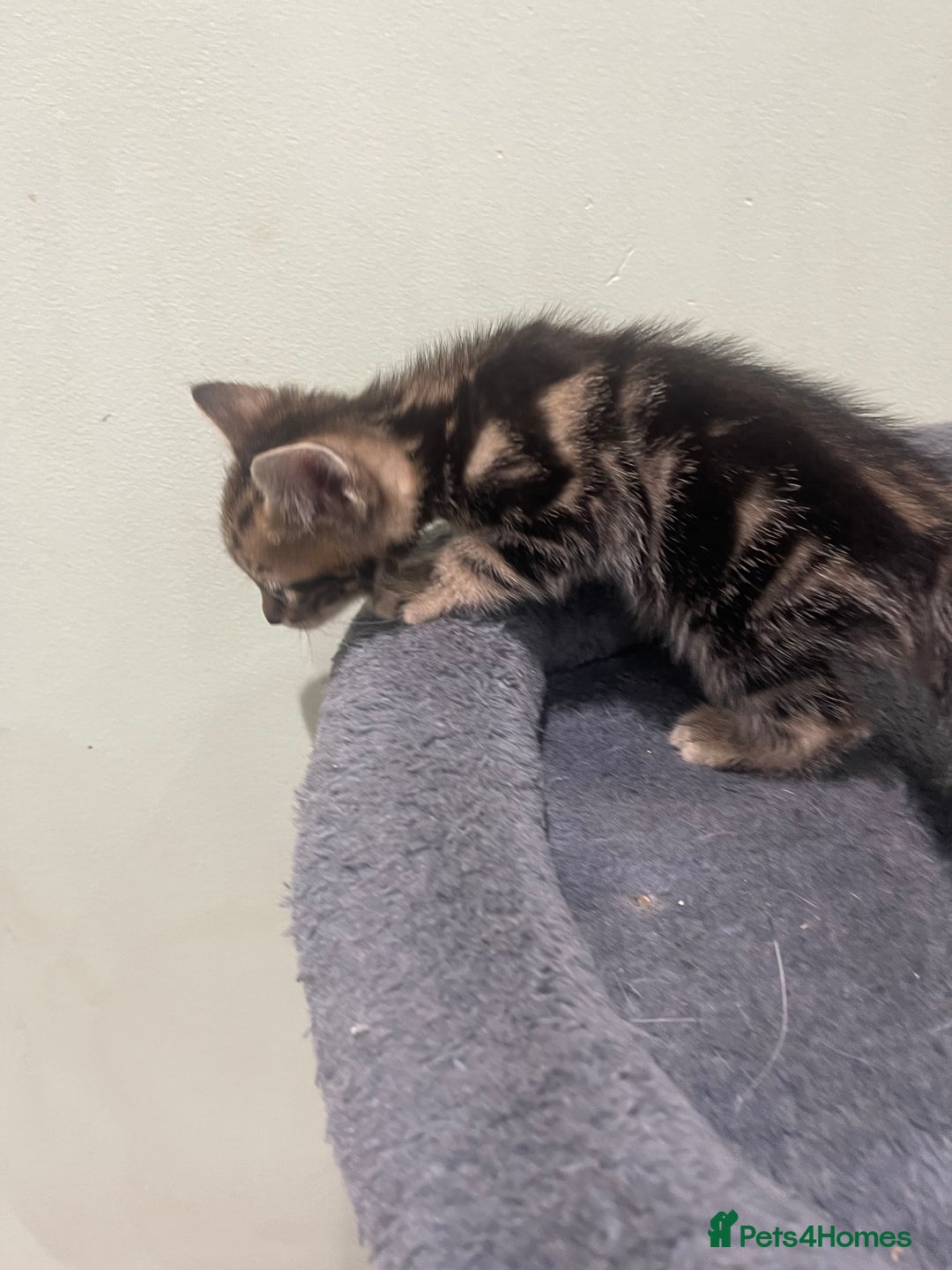 Mixed Breed cats for sale: BEAUTIFUL KITTENS  - Image 23