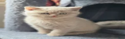 British Shorthair cats for sale: British Shorthair Kittens, 1 Boy & 2 Girls - Advert 9