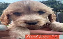 Cocker Spaniel dogs for sale: Show type cocker spaniel  - Image 4