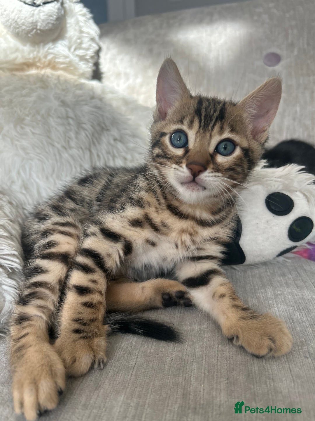 Bengal cats for sale: Stunning Bengal Kittens - TICA Registered - Image 38