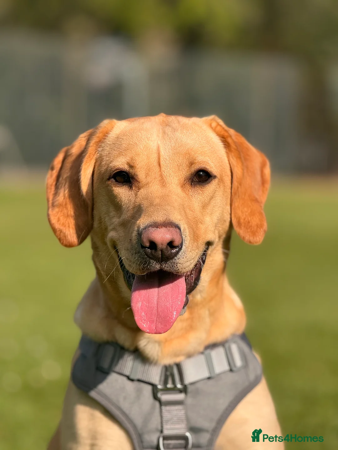 Labrador Retriever dogs for sale: Nala the Labrador retriever  - Advert 1