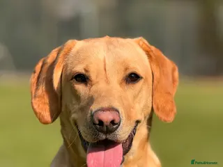 Labrador Retriever dogs Nala the Labrador retriever - Advert 1