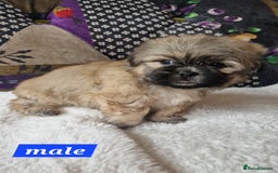 Shih Tzu dogs for sale: Shih-tzu's for sale. - Image 6