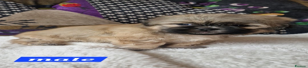 Shih Tzu Puppy 4