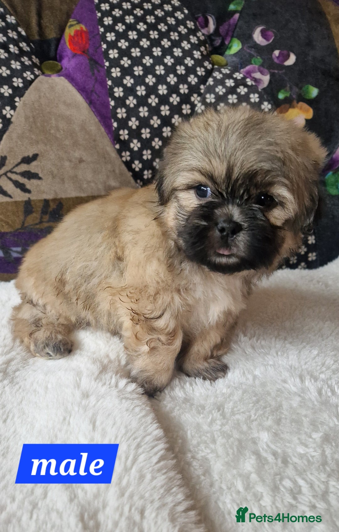 Shih Tzu dogs for sale: Shih-tzu's for sale. - Image 6