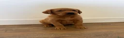 Goldador dogs for sale: Fantastic red goldador puppies  - Advert 10