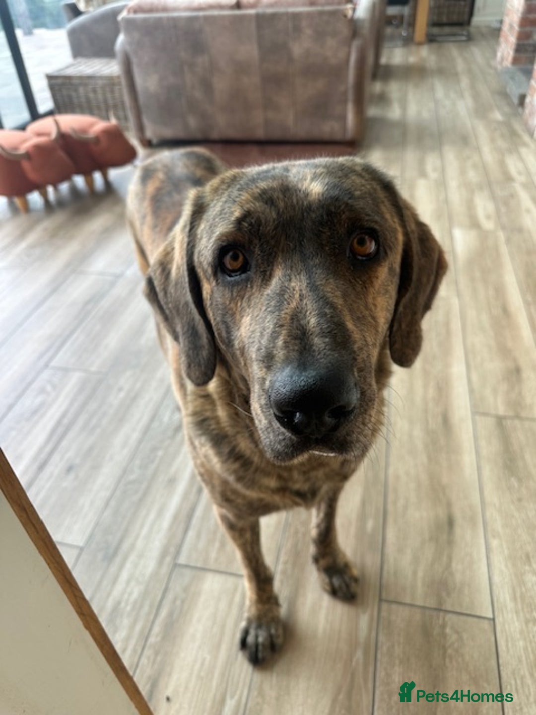 Mastiff dogs for sale: Pedigree Puppies of our Portuguese cattle dogs. - Image 1