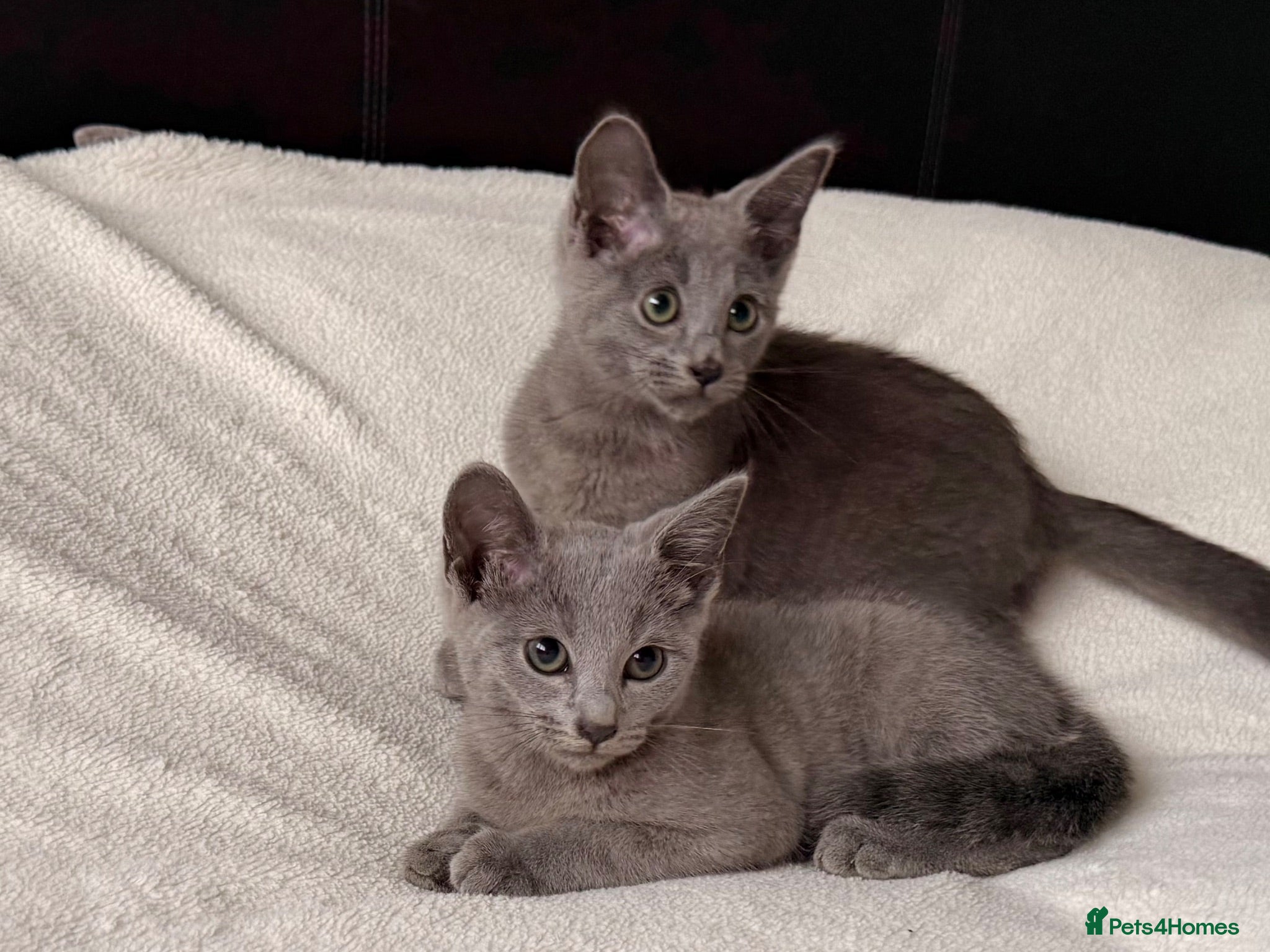 Russian Blue cats Russian Blue Kittens - 2 boys and 1 girl - Advert 18