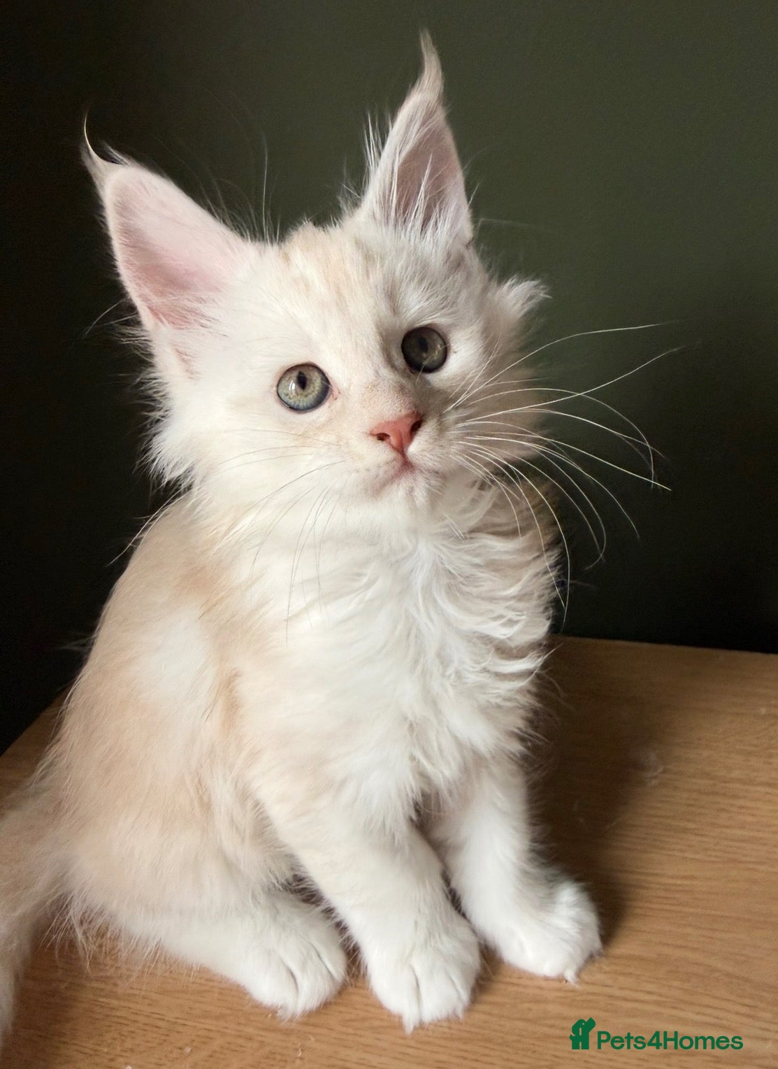Maine Coon cats Maine Coon kittens, show quality  - Advert 1