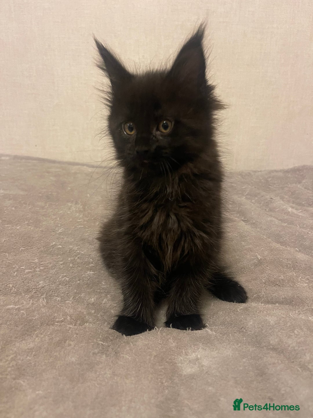 Maine Coon cats for sale: Main coon kitten - Advert 5