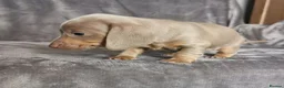 Miniature Dachshund dogs for sale: Miniature dachshunds kc registered  - Advert 12