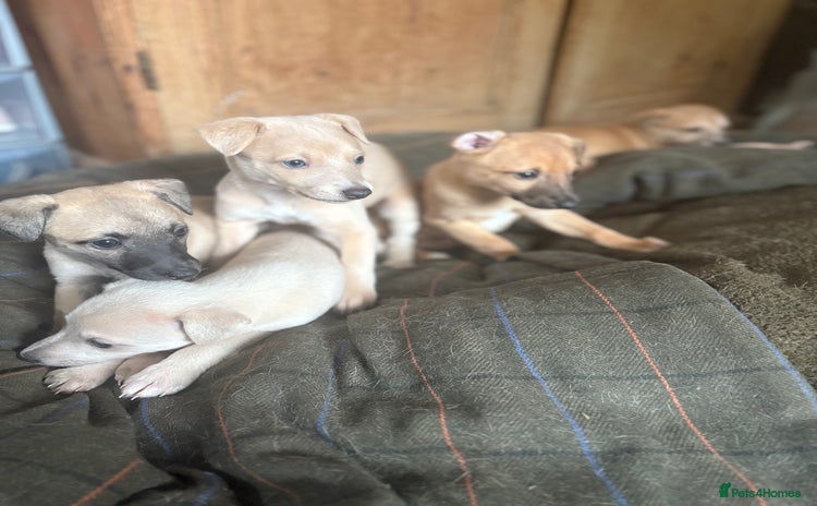Whippet dogs - Advert 7