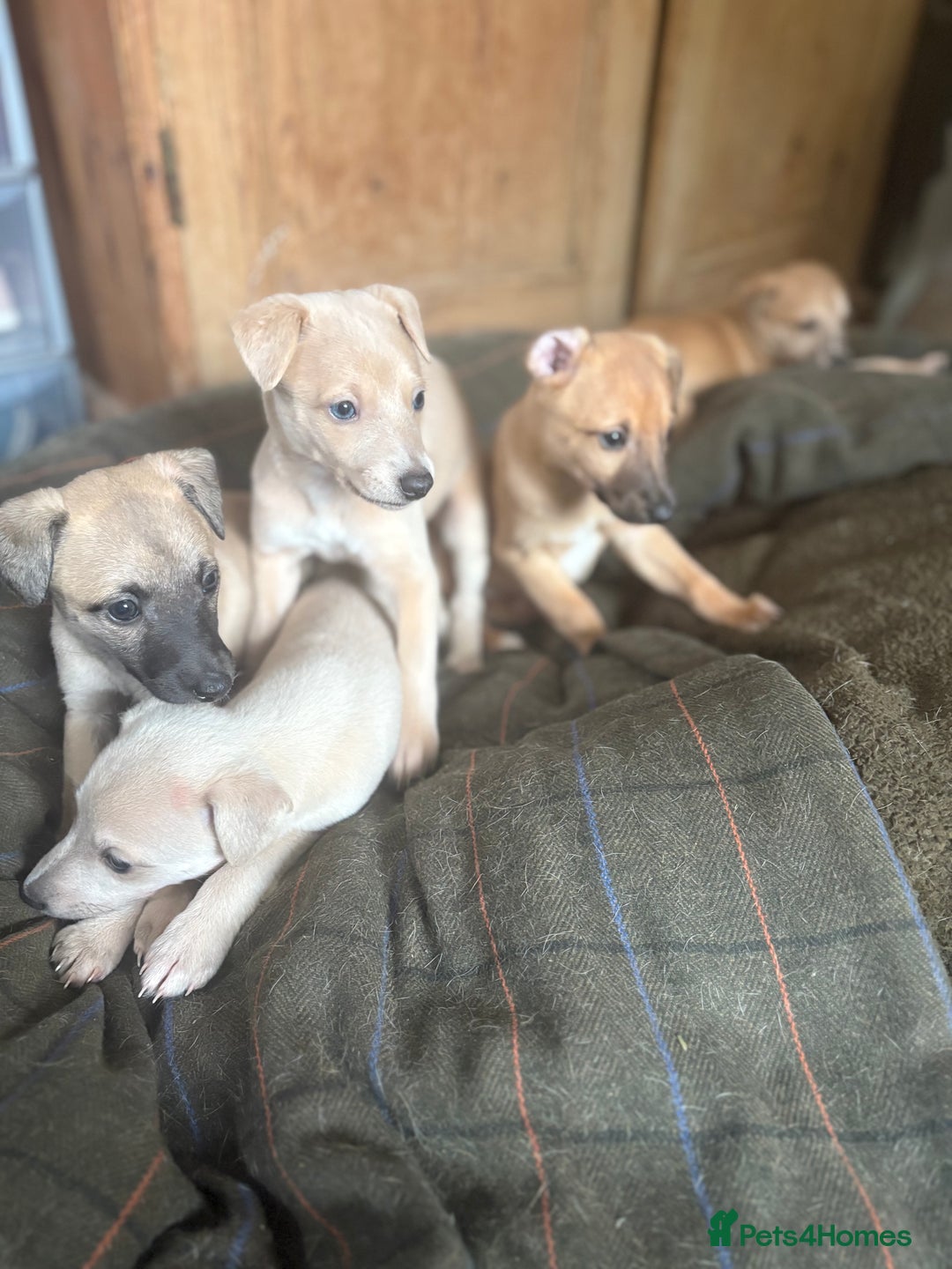 Whippet dogs for sale: KC Whippet puppies - Image 1