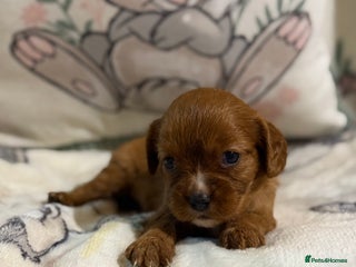 Cavalier King Charles Spaniel dogs Stunning DNA clear cavalier pups ready 2026 - Advert 7