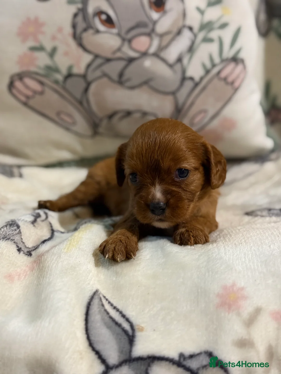 Cavalier King Charles Spaniel dogs for sale: Stunning DNA clear male cavalier pups now - Advert 18