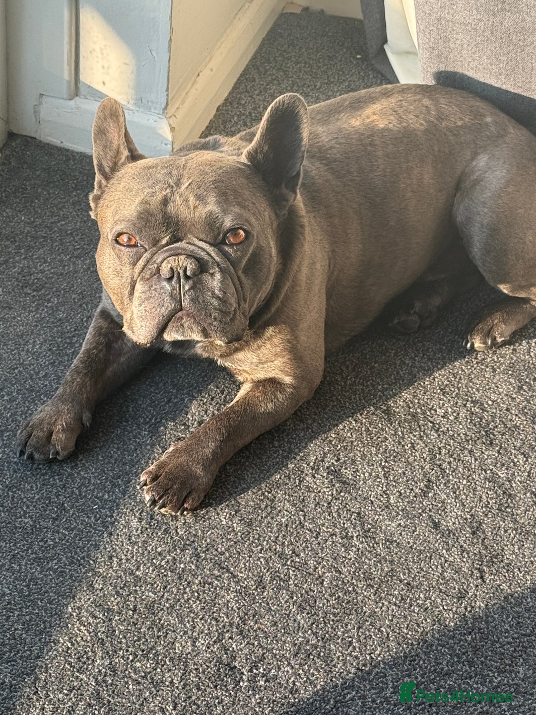 French Bulldog dogs for stud: Blue Brindle KC Registered French Bulldog - Image 2