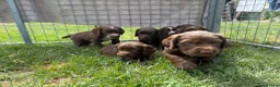 Cocker Spaniel dogs for sale: Working cocker spaniel puppies  - Advert 7