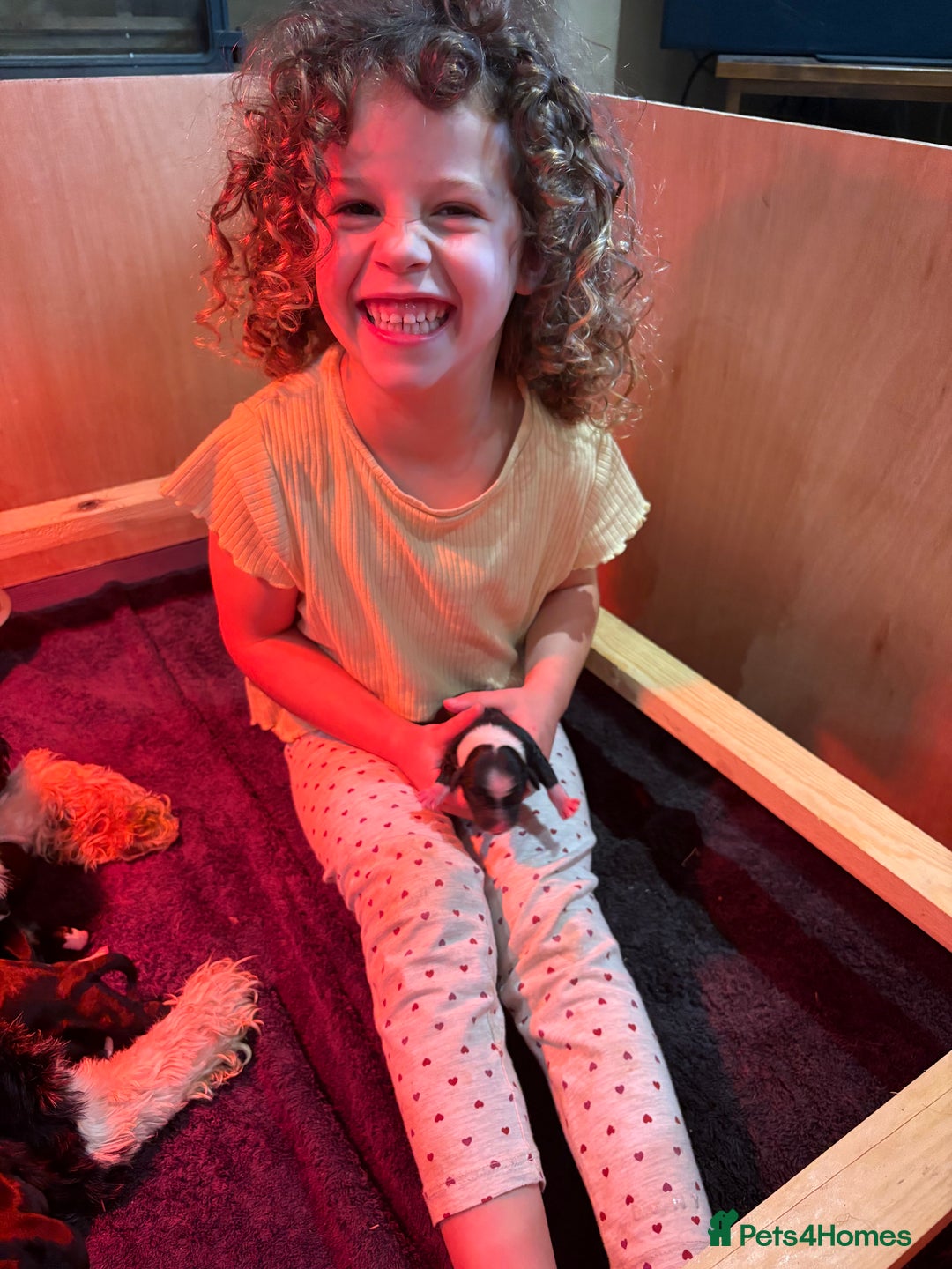 Tibetan Terrier dogs for sale: KC fully health tested exceptionally bred Tibetan  - Advert 2