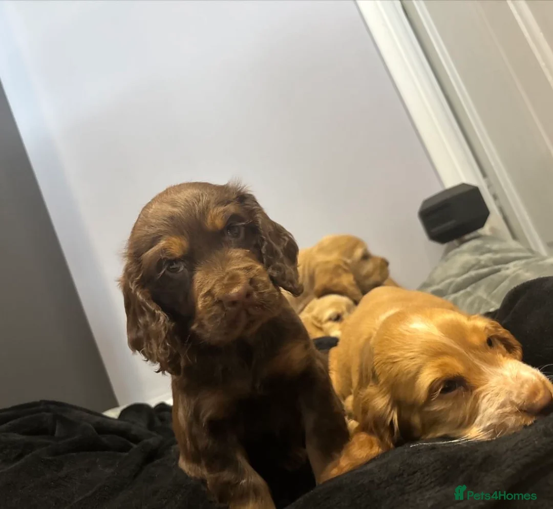 Cocker Spaniel dogs for sale: Cocker spaniel puppies  - Advert 6