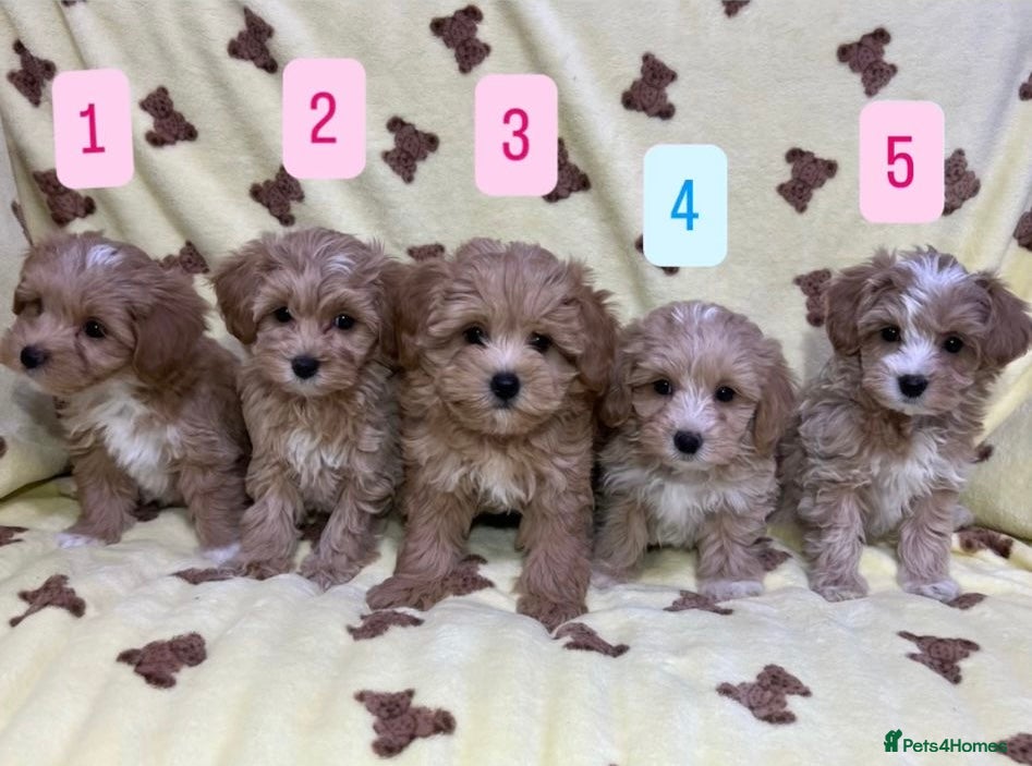 Maltipoo dogs 🐾Maltipoo F1🐾 - Advert 1