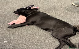 French Bulldog dogs for sale: French Bulldog Puppy 4 Months Old Girl   - Advert 21