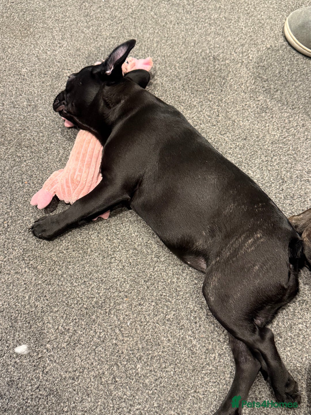 French Bulldog dogs for sale: French Bulldog Puppy 4 Months Old Girl   - Advert 21