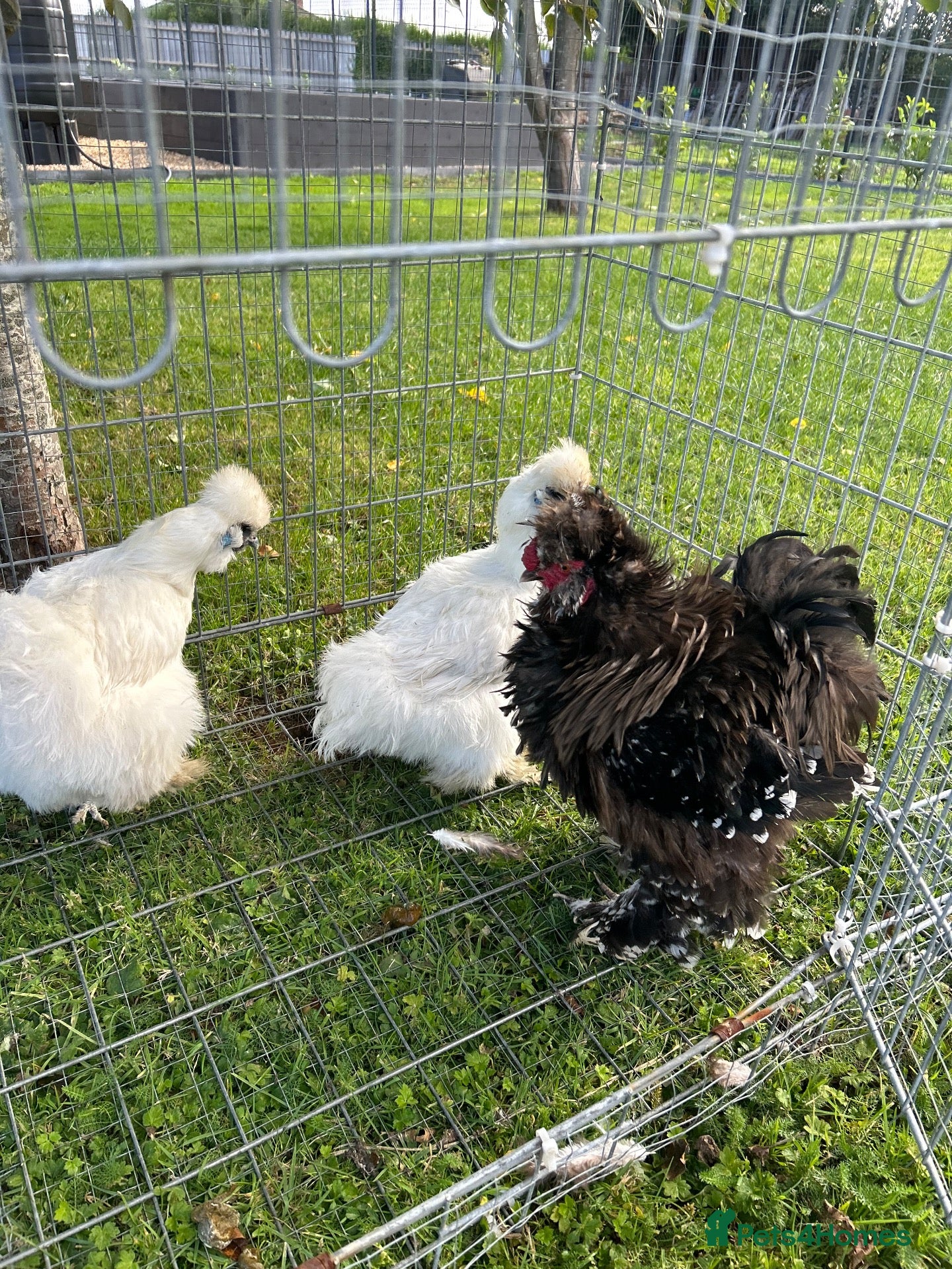 Chickens poultry Silkie Chickens – 2 Silkie Hens &  Silkie Cockerel - Advert 3