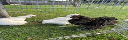 Chickens poultry for sale: Silkie Chickens – 2 Silkie Hens &  Silkie Cockerel - Advert 2