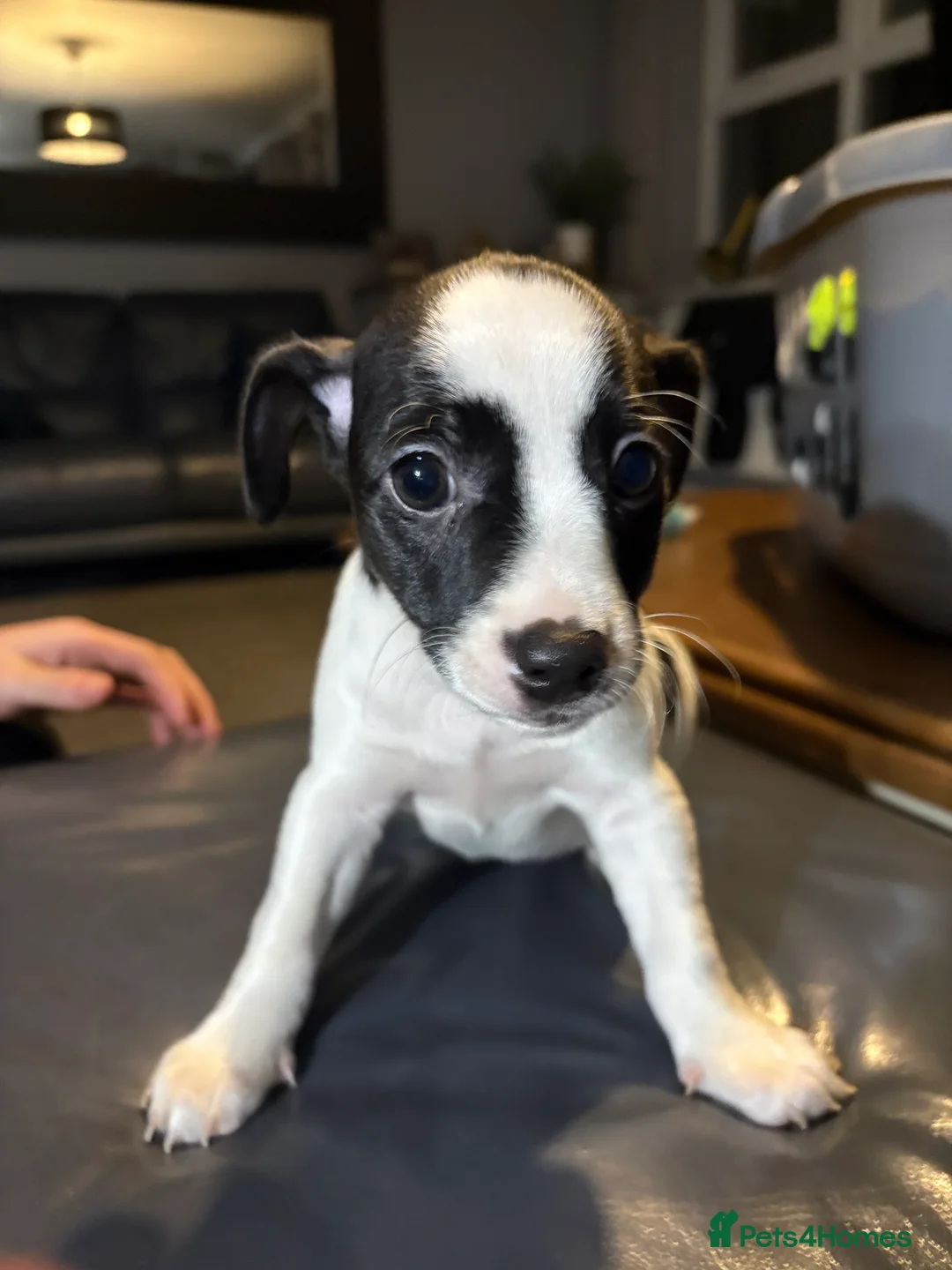 Mixed Breed dogs for sale: Jack russel x ratchi (Chihuahua x rat terrier) - Advert 3