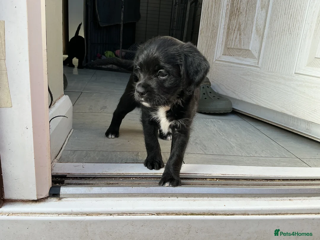 Mixed Breed dogs for sale: BOSSIPOO  - Advert 2