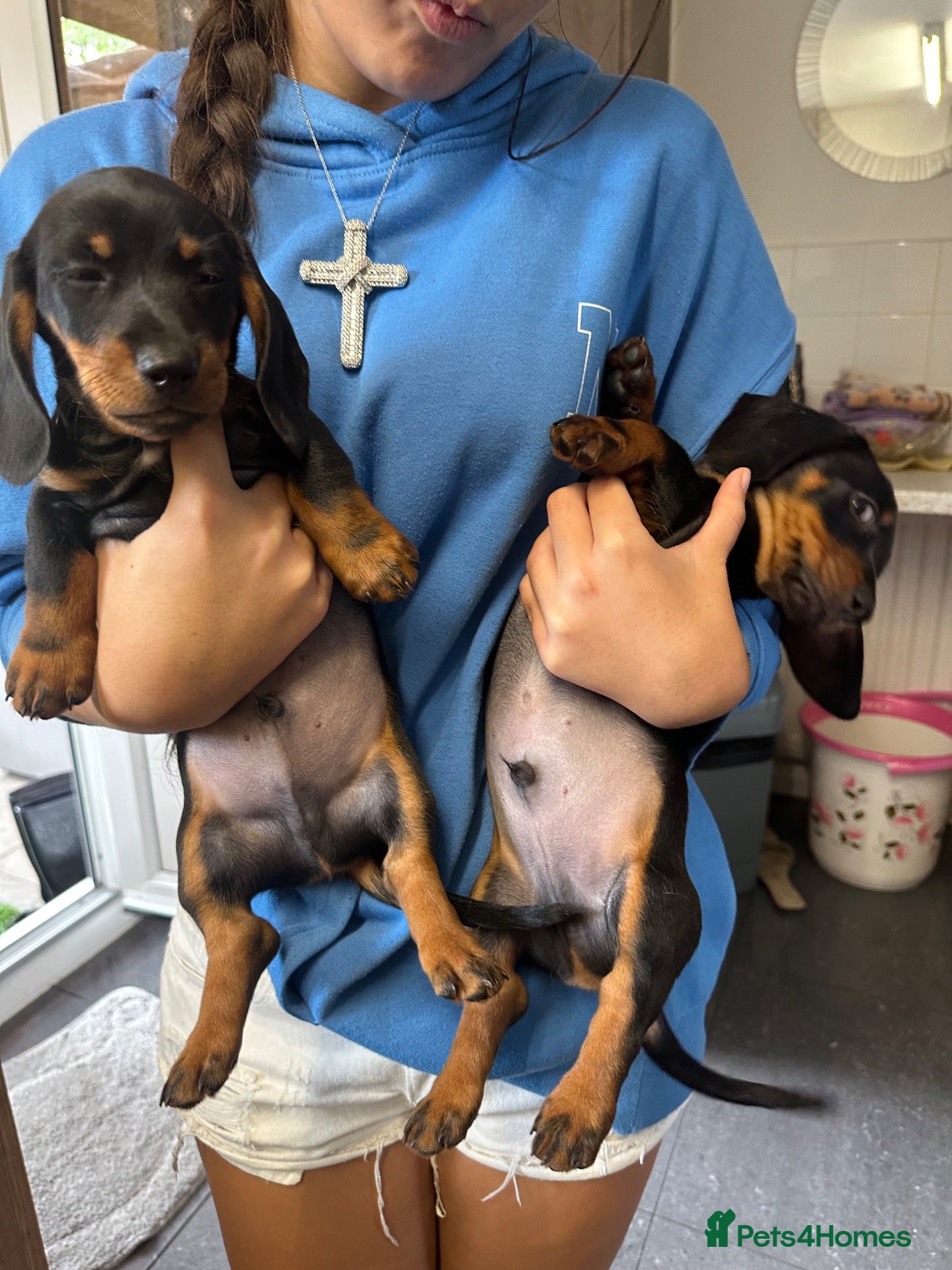 Miniature Dachshund dogs Miniature Dashounds  - Advert 2