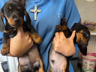 Miniature Dachshund dogs Miniature Dashounds - Advert 2