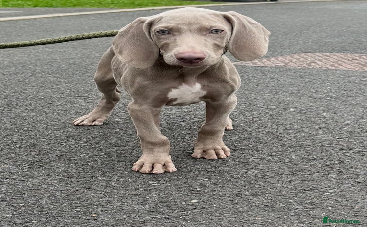 Weimaraner dogs - Advert 2